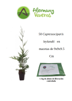 Oferta 50 leylandii M10 200626